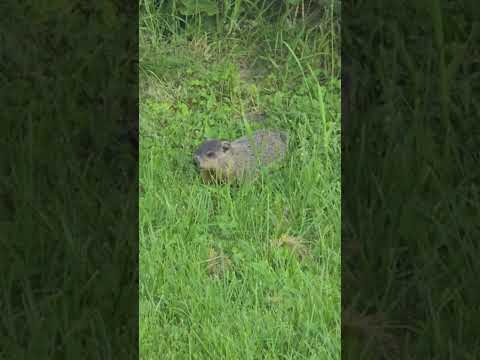 Cute groundhogs #Groundhog #GroundhogDay
