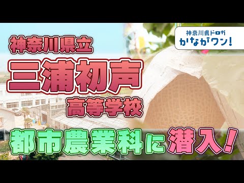 【密着取材】神奈川県立三浦初声高等学校都市農業科に潜入～かながワン#３～