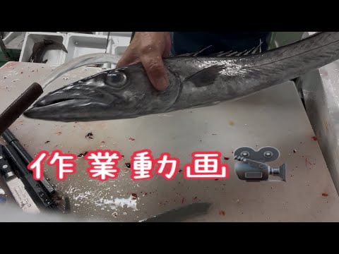 作業動画クロタチカマス編 vol.649