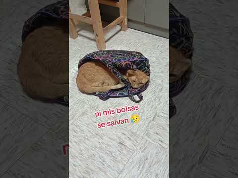 Buen Servicio 👌 #reels #cat #gatos #viralvideo #pets #humor #michis #love #shorts #max #cute #amor