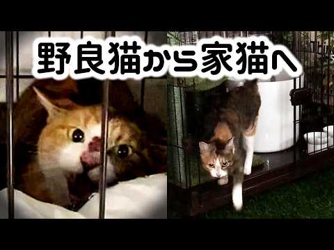 保護されて激怒していた野良猫、ついに家猫デビュー！