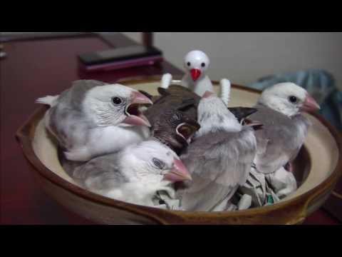 文鳥,Java Sparrow　ヒナ文鳥の鍋ができました