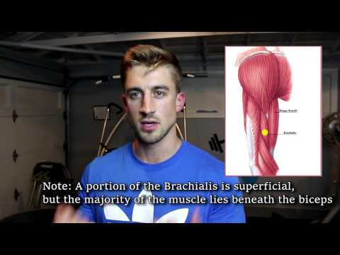 Muscle Definition - Does Your Training Matter? 8 minute explanation