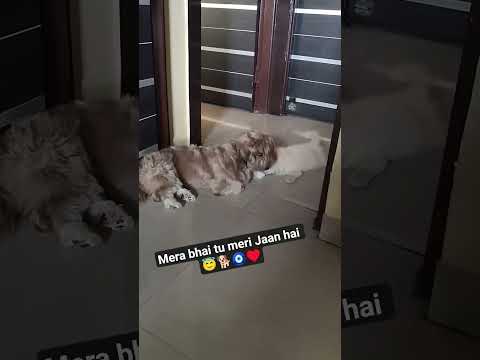 cute angels #dog #pets#love #ytshorts #viral