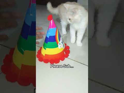 Cat videos, Cat funny Videos, Viral Shorts, #cat #funny #shorts