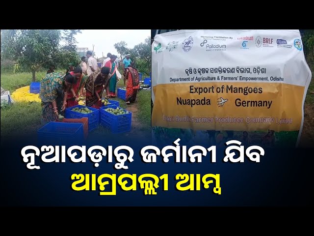 ଜର୍ମାନୀକୁ ପଠାଯାଇଛି ୧୧ କ୍ବିଣ୍ଟାଲ ଆମ୍ୱ, ଅଧିକ ଲାଭବାନ ହେବେ ବୋଲି ଆଶା ରଖିଛନ୍ତି ଚାଷୀ