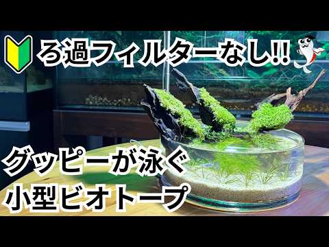 【グッピーの小型水槽】リシアと流木を使った