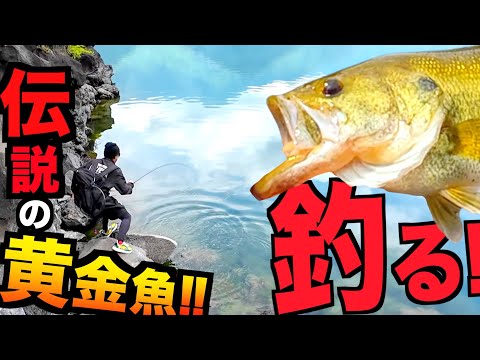 【6月の奇跡】今日もダメか!?可能性をかけて投げた最後のビッグベイトに黄金魚が喰らい付いてきた!