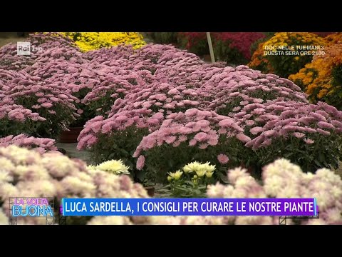 Luca Sardella, i consigli per curare le nostre piante - La Volta Buona 25/01/2024