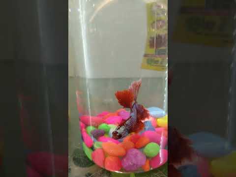 Fighter fish | Fighting fish | Betta | Betta fish #betta #bettafish #fish #fighterfish #animals
