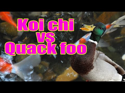 Koi vs Ducks Koi pond @ the Milwaukee county Zoo