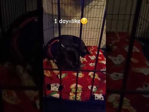 How Long Would You Keep Ghost?❤️||#cuteanimal#cutedog