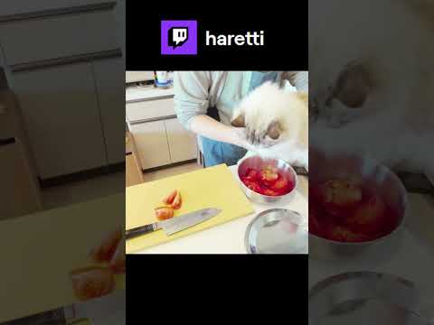 トマトイーター、ポロ #twitch #cooking #haretti #cat #siberian