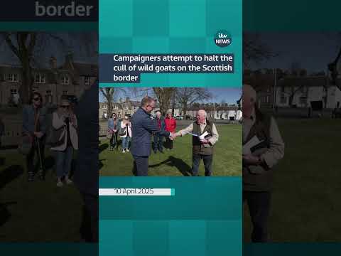 Campaigners attempt to halt the cull of wild goats on the Scottish border #itvnews #shorts #goats