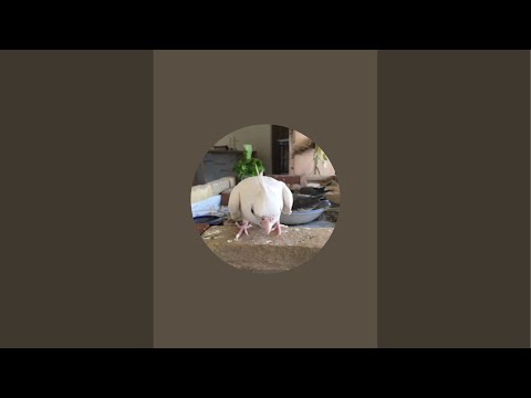 ガブママの鳥ちゃん相談部屋 #205