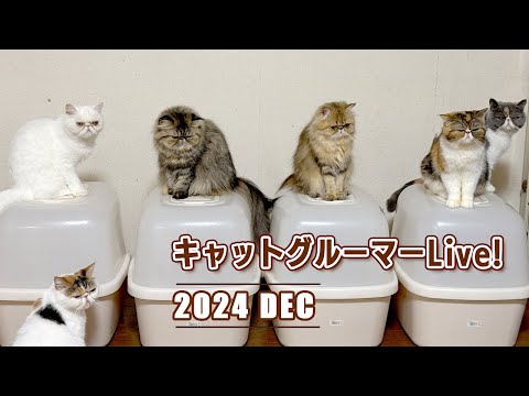 キャットグルーマーLive! 2024 DEC