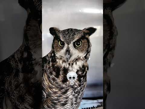 bird scream 😱 #edit #shorts