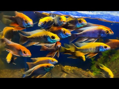 Fish room tour |500 new fish Todays video we are adding a lot of new fish to the fish room. Come hang out with me for a few mins 