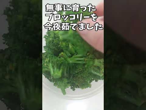 【閲覧注意】畑で育てたブロッコリーを茹でたらとんでもない物が出てきた！