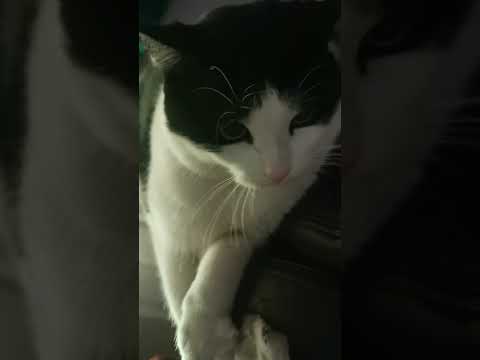 you gotta watch him #cat #2025 #mrboy