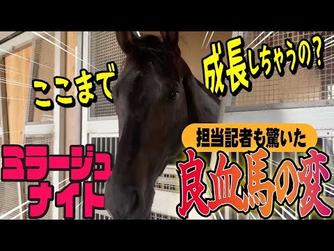 【菊花賞2025】誰もが驚くミラージュナイトの変化とは?厩舎担当の赤城記者と担当さんとは旧知の松浪記者が熱く語ります!