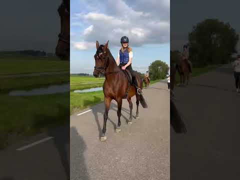 #horse #horses #paardrijles #pony #buitenrit