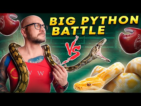 PYTHON BATTLE! Burmese vs Reticulated Pythons | Wh The biggest Pythons in the world can make great pets for some keepers! But are burmese Pythons or re
