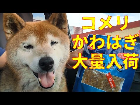 コメリで手に入る新鮮カワハギの魅力とお買い得情報 サムネイル