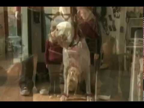 The Dog Who Saved Christmas'