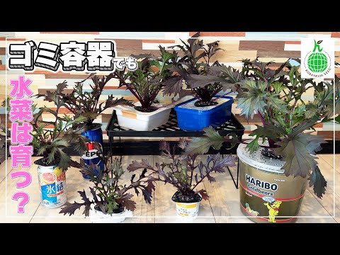 【ゴミでも育つ?!】色んな容器で水菜を育ててみた!大量収穫のコンテナ栽培も徹底解説!