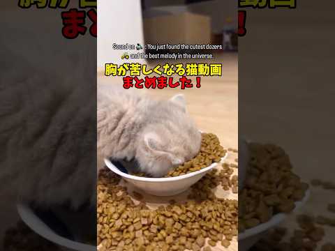 猫の動画サムネイル - これが…恋？ #猫 #cat #cats #cute