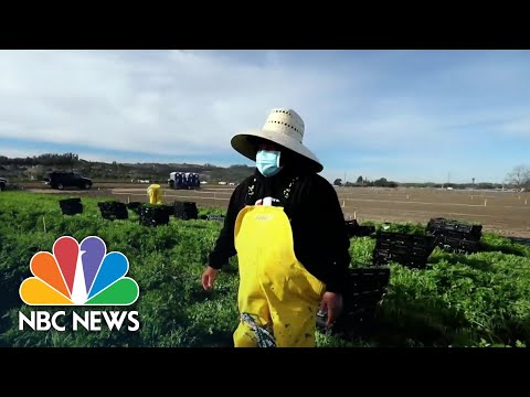 California Farmworkers Struggle To Get Covid Vaccine | NBC News NOW California Farmworkers Struggle To Get Covid Vaccine | NBC News NOW