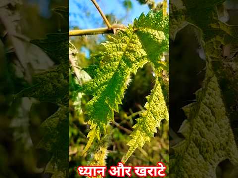 ध्यान और खराटे।। 🤣🤣।। @sahajchetna #relax #ओशोविज़न #osho #meditation#विज्ञान #love #motivation