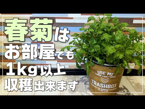 【室内でも大収穫】100均アイテムで長期間春菊を育てる簡単水耕栽培｜害虫を寄せ付けない鉄壁のアイデアも紹介！