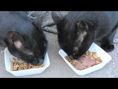 林崎漁港内地域猫黒系アメショ2025 9 11a