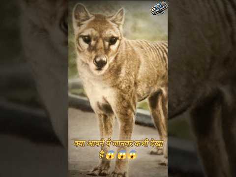क्या आपने इस जानवर को कभी देखा है 😱😱#shorts #short #viral #viralshort #viralvideo #shortsfeed