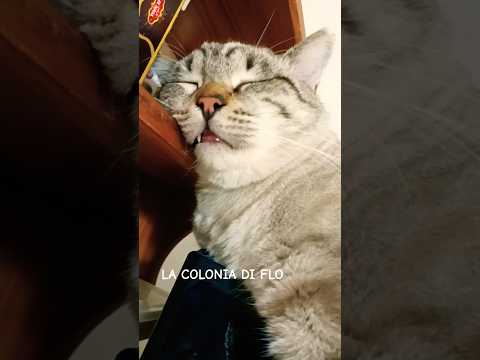 Come Quando Lasci Le Chiavi Di Casa Ad Un Amico Che Cena Fuori #shorts #funnycats