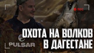 Охота на волка с Пульсар ГУРУ в Дагестане Охота на волка с Пульсар ГУРУ в Дагестане