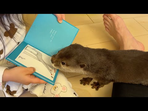 カワウソに本読んであげたりいい子いい子してあげたりしたい子供 Child who want to read books to otters.