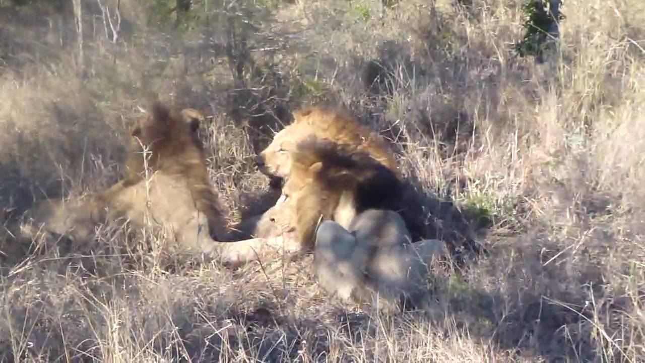 Male Lion Attack 24