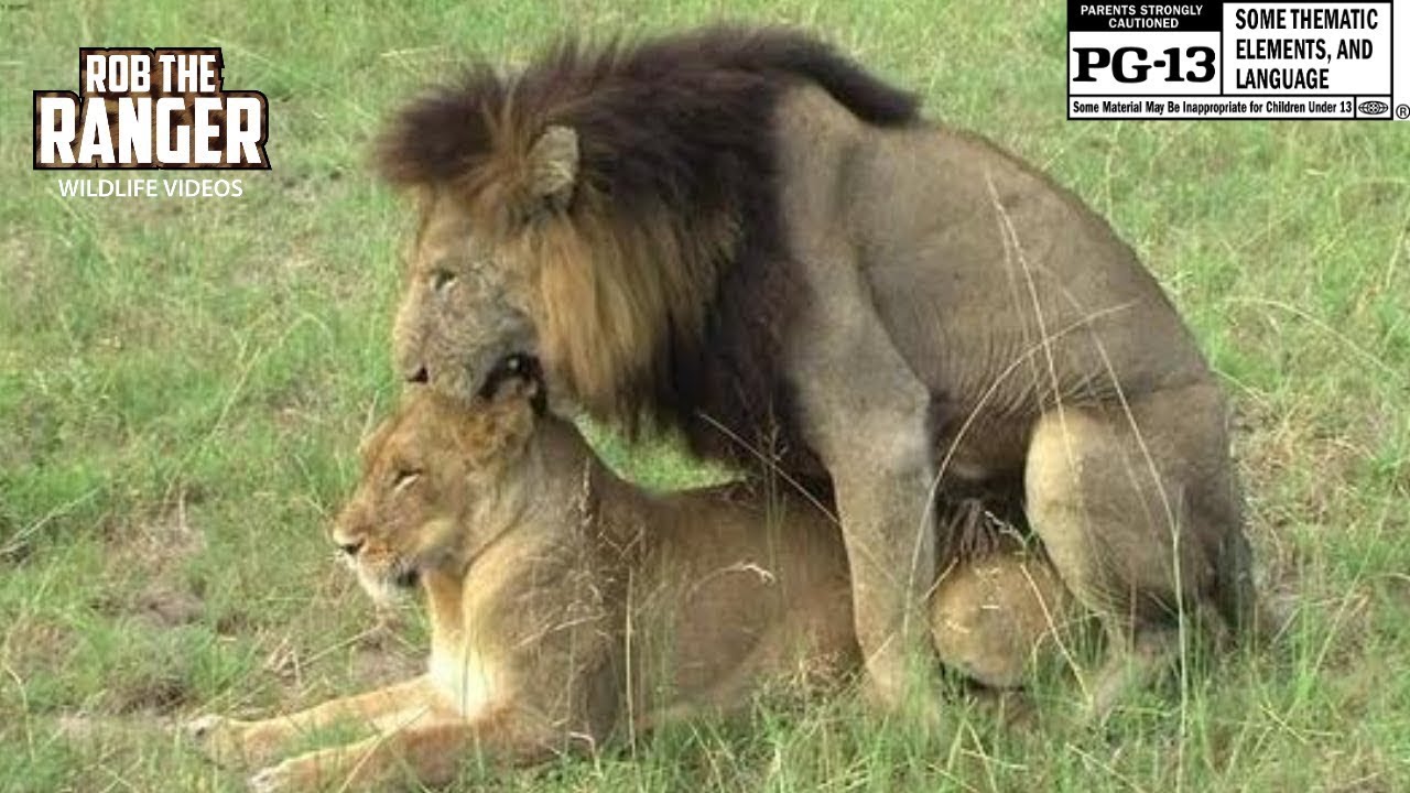 Sex In The Wild Lions Foreplay And Mating In High Definition Youtube 12920  | Hot Sex Picture