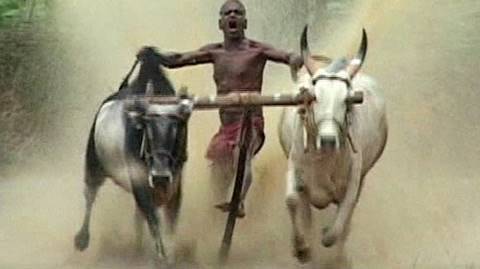 Индийские коровьи бега