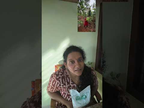 വേറെ ലെവൽ വാഴകുല 👌##shortsfeed s#shortvideo #shorts #agriculturetips #ayar #vfpckayar