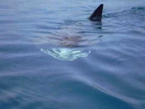 shark in premantura, Croatia - YouTube