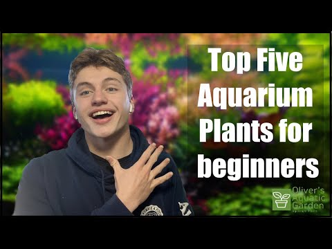 Top Five aquarium plants for beginners! With rare Aquarium plants! For your planted Aquarium