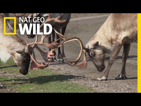 Alaska's Grizzly Gauntlet'