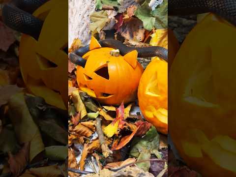 Pumpkin + snake = halloween! 🧡 #snake #pumpkin #halloween #fypシ #reptiles #autumn #pets #uk #short