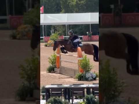 #horse #equestrianjourney #horsecare #equestrian #horseshow #showjumping #love #horseriding