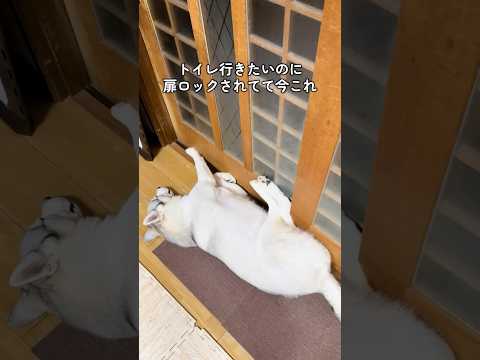 開けて下さい #shorts