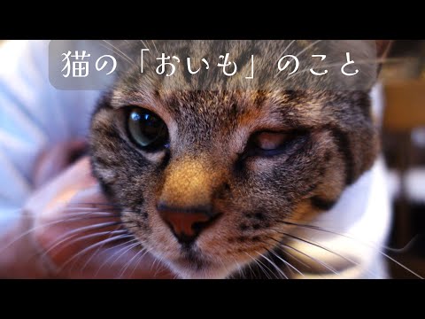 ご報告です。猫の「おいも」が旅立ちました。